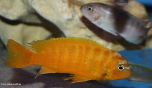 Metriaclima sp. 'zebra gold' Lionscove